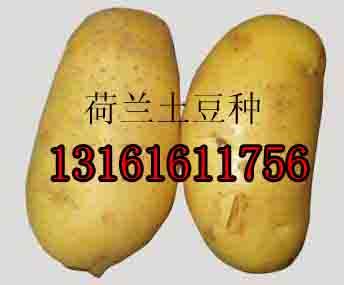 北京市脱毒马铃薯种子厂家供应脱毒马铃薯种子
