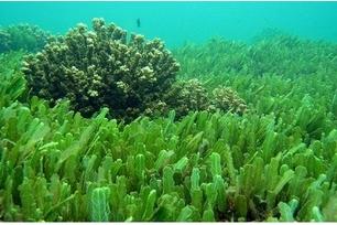 供应优质海藻提取液