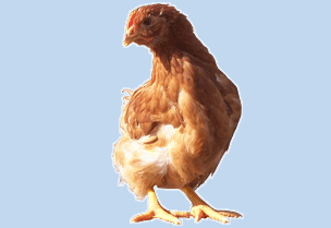 鹤壁市优质海兰褐蛋鸡厂家