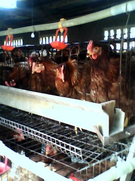 鹤壁市60日龄优质青年鸡厂家供应60日龄优质青年鸡
