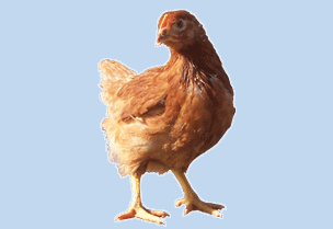 鹤壁市优质海兰褐蛋鸡厂家供应优质海兰褐蛋鸡