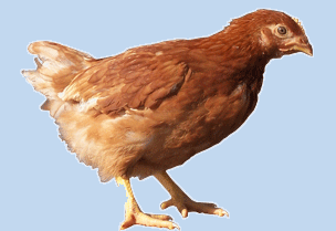 鹤壁市优质海兰褐蛋鸡价格厂家供应优质海兰褐蛋鸡价格
