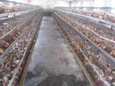 鹤壁市常年供应60-90天优质青年鸡厂家