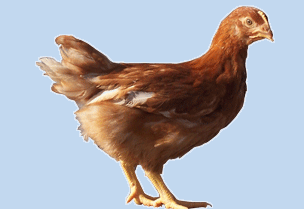 优质海兰褐蛋鸡供应优质海兰褐蛋鸡