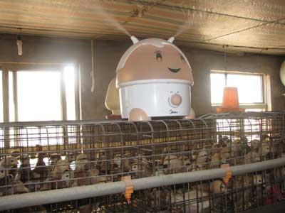 常年供应60-90天优质青年鸡供应常年供应60-90天优质青年鸡