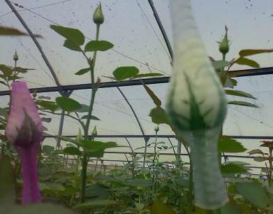 花蕾保护网/蔬菜保护网/厂家专业生产制作     质优价廉