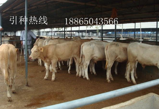 中国什么地方的三元杂交牛质量最好 一只小牛犊多少钱图片