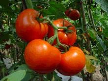 供应海南番茄绑枝机/大棚西红柿绑藤机图片