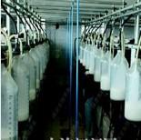 澳大利亚乳制品加工厂工人招聘