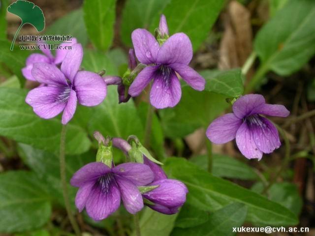 供应紫花地丁种子，乡土野花种子，乡野景观花卉种子，生态修复野花种子