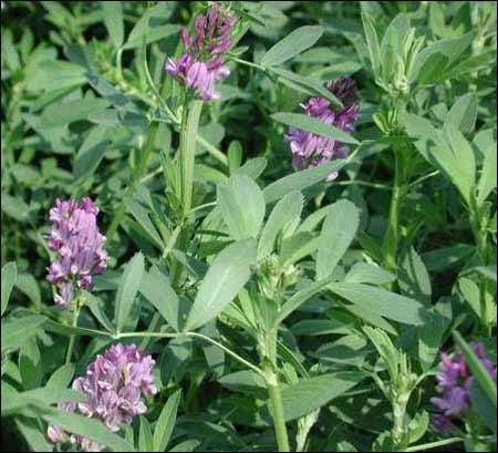供应紫花苜蓿种子，野花种子，乡土野花种子，乡野景观，景观花卉种子