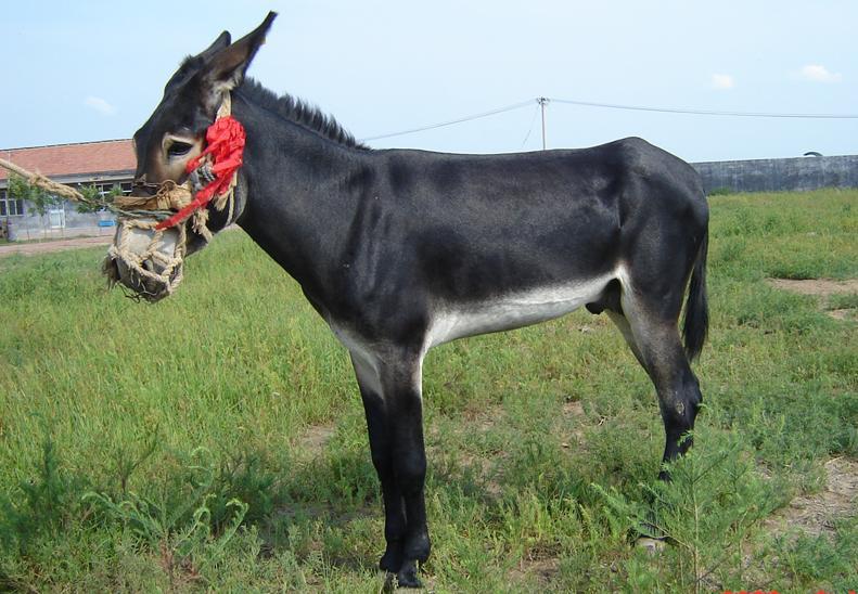 供应德州驴品种介绍，饲养管理，吉泰畜牧