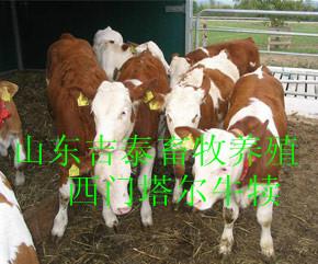 供应西门塔尔肉牛价格18754011981