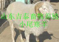 供应波尔山羊小尾寒羊种公羊的饲养图片