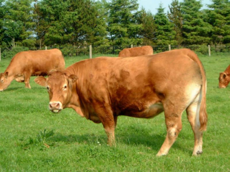 塔尔牛_西门塔尔牛供货商_牛肉的营养价值_西