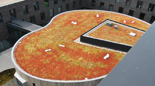 供应承接九江屋面绿化立体种植建筑绿化垂直绿化外墙绿化