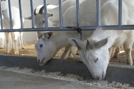 供应肉山羊羊羔-肉羊养殖技术图片
