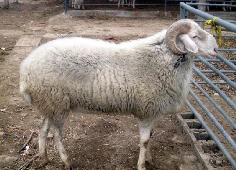 供应肉羊网-供应优质小尾寒羊-肉羊专供-隆祥养殖