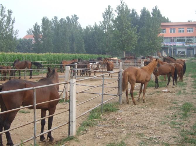 供应马匹养殖场-蒙古马供应图片