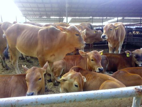 供应肉牛养殖场建设-肉牛供应-养牛场