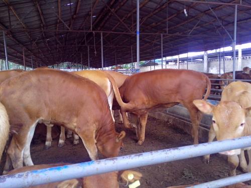鲁西黄牛疾病防御-鲁西黄牛犊供应批发