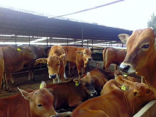 鲁西黄牛-耐粗放管理-肉牛供应商批发