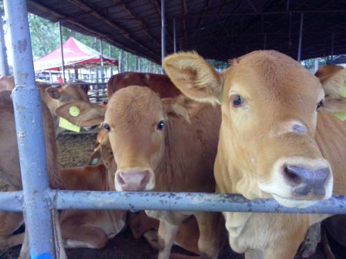 供应今年养牛-轻松致富-肉牛供应-肉牛示范基地