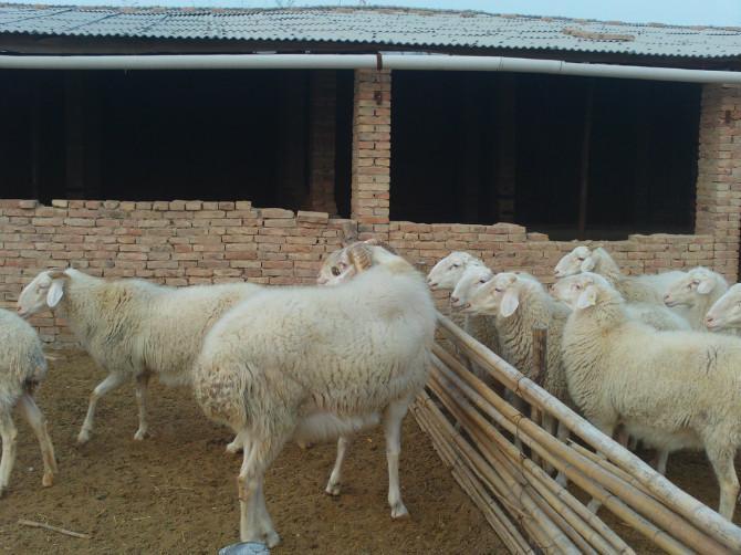 供应养羊网-小尾寒羊供应-肉羊养殖基地-肉羊价格