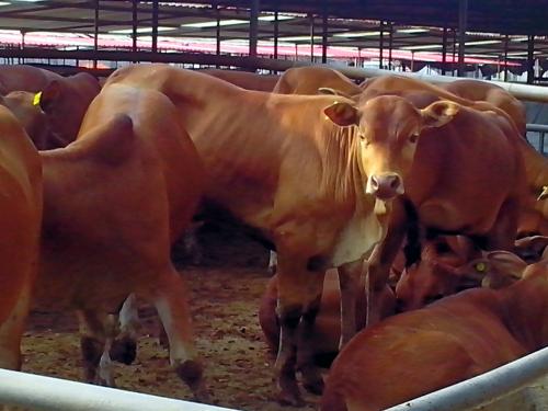 鲁西黄牛牛犊出售-三元杂交牛供应批发