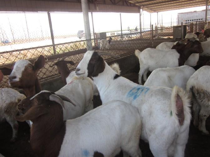 供应新疆养殖户应到哪里买波尔山羊-小尾寒羊养殖场图片