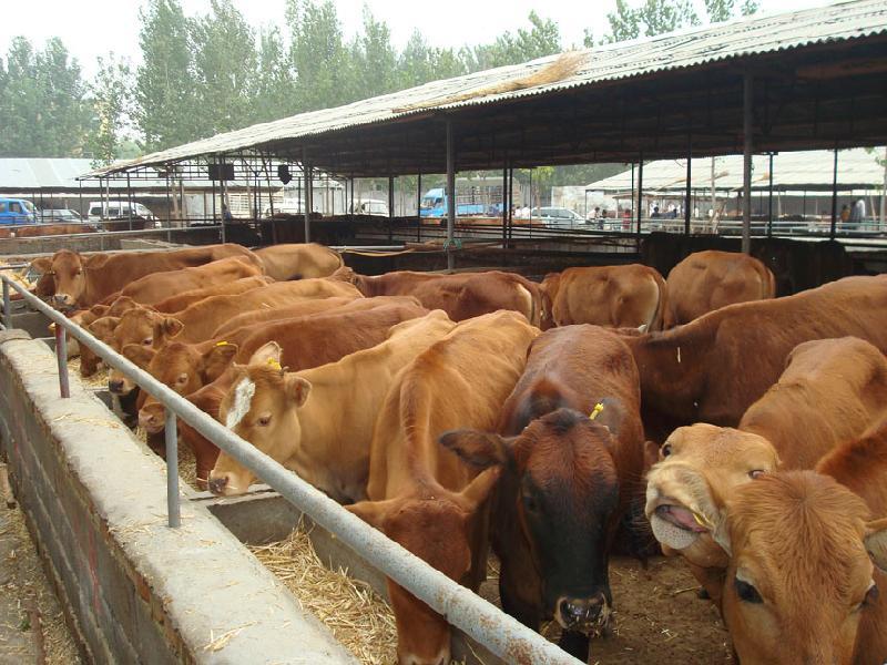 供应上海养牛场-上海最新肉牛价格-肉牛全国推广基地