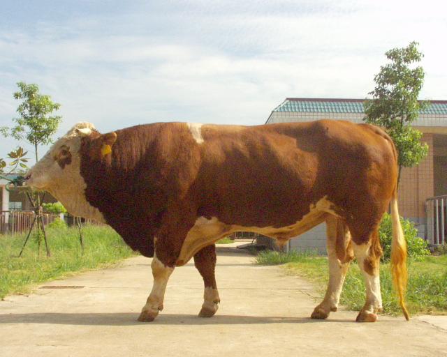供应引种好品种牛-不要听信低价-西门塔尔牛供应-肉牛养殖场图片