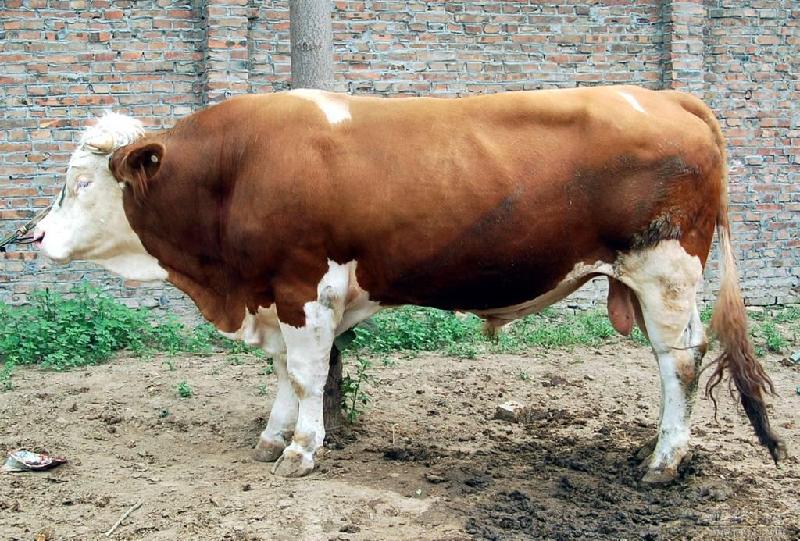 供应现在养牛哪个品种好-肉牛供应-西门塔尔牛供应基地