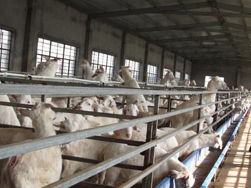 供应小尾寒羊羊苗-赠送资料-肉羊养殖技术图片