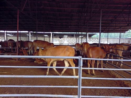 供应中国名牛鲁西黄牛供应-肉牛养殖技术