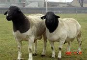 供应烟台杜柏绵羊哪里卖杜泊绵羊的饲养方法与疾病预防