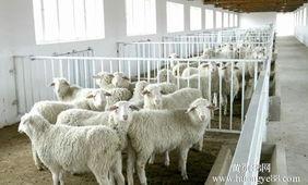 青岛肉羊养殖场批发