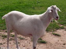 供应江西白山羊养殖技术，白山羊养殖场白山羊的价格