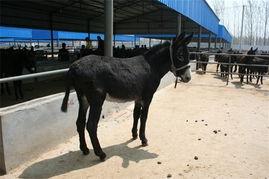 广西肉驴养殖加工肉驴养殖加盟肉驴市场行情