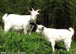 供应烟台白山羊养殖技术，如何养殖白山羊效益好，白山羊好养吗图片
