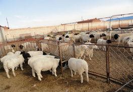 供应合肥杜柏绵羊哪里卖杜泊绵羊养殖基地杜泊绵羊养殖技术
