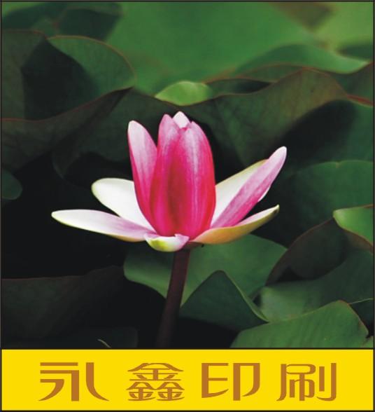 供应广州市石牌彩页单张印刷厂图片