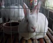 供应山东獭兔养殖场獭兔价格獭兔品种图片