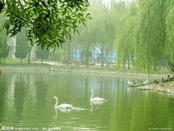 上海市扬州盐水鹅培训哪里有厂家供应扬州盐水鹅培训哪里有