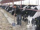 山西省忻州市红河养殖场提供奶牛养批发