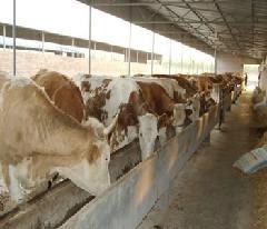 供应山西省忻州肉牛奶牛繁衍中心长年提供西门塔尔利木赞肉牛荷斯坦奶牛