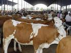 供应忻州肉牛养殖基地提供西门塔尔利木赞夏洛莱肉牛图片