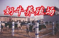 山西省忻州肉牛奶牛繁衍中心长年提批发