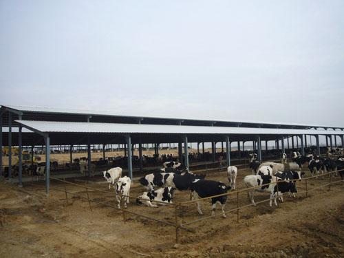 供应肉牛，山西肉牛，山西肉牛养殖场