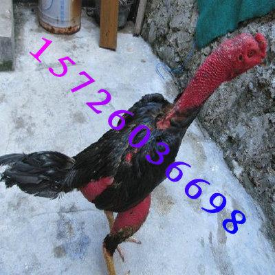 供应斗鸡的历史故事斗鸡养殖斗鸡价格